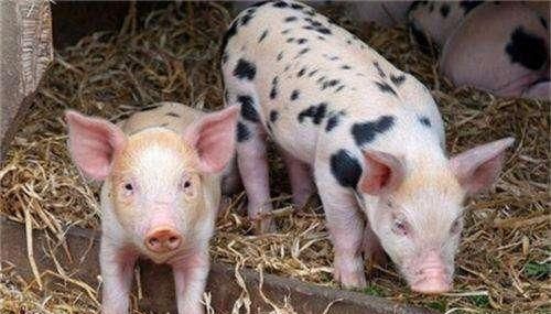 8月19日全国生猪价格，大涨过后就是大跌？养猪户想平稳