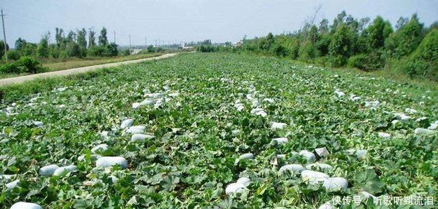 农民不出门打工，在家种植这种普通蔬菜，亩产5吨