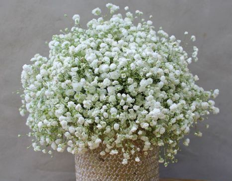  「就样」新手就样这几朵小花，全年花开不断，一开满屋飘香，花色惊艳清新