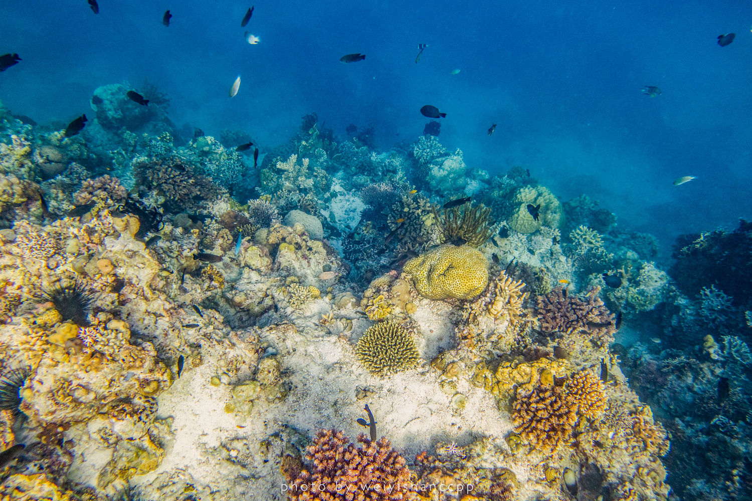 去薄荷岛学自由潜，那是潜入深海的快落呀！