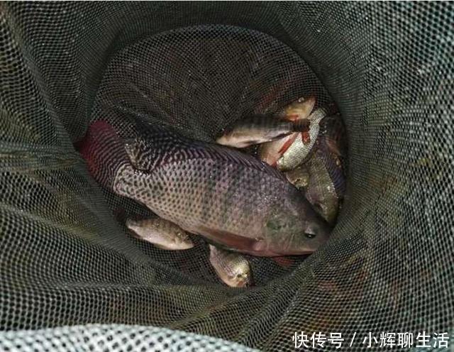 炎热的天气在冰凉的泉水里钓鱼，渔获虽少但给钱都不卖