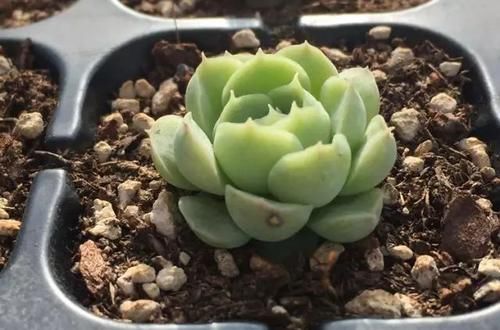  x海琳娜■景天大神亲手杂交的50多种多肉，你肯定没见过！