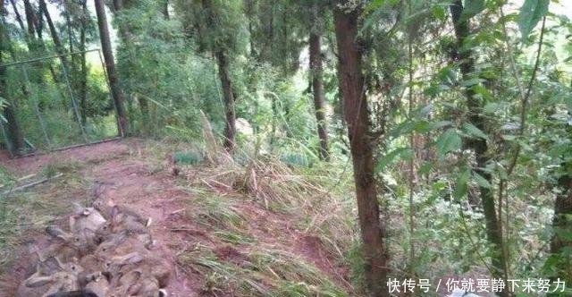 农村小伙养殖36元一斤的野味,年产值几十万元！