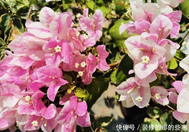  『棵三角』花市买的三角梅，春天换盆时发现塑料袋，想挽救很难了