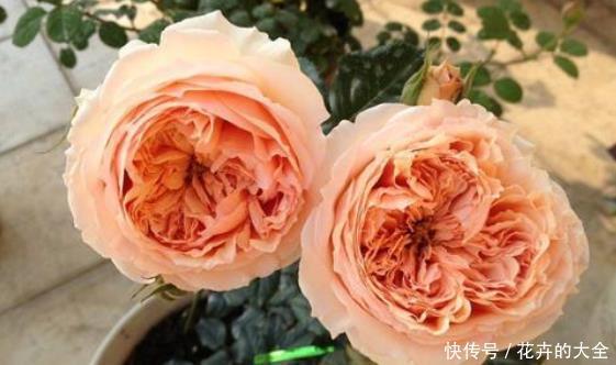 香味|新手养花不如养一盆“真宙”,花色艳丽,香味浓郁,适合盆栽养殖