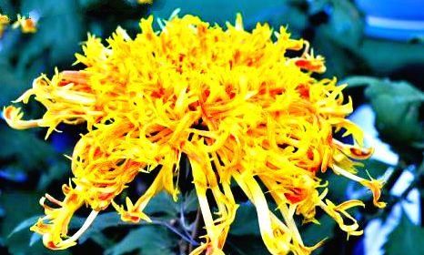  【喜欢】喜欢菊花，就养盆“菊中珍品”金龙献爪，似金龙出海，霸气十足