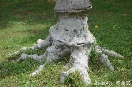 汉水公园有个古树化石林