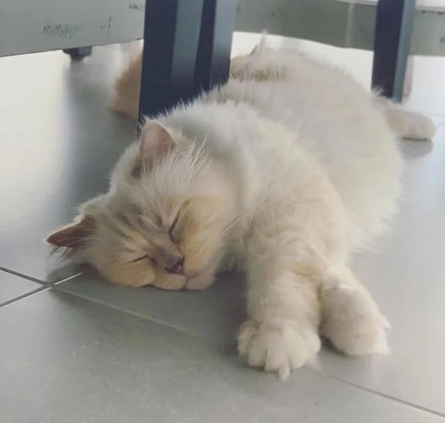  [Fran?oise]老佛爷逝世一周年，那只继承了21亿遗产的爱猫现在过得怎么样？