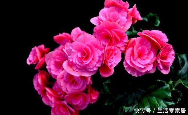  『金丝雀』3种花非常受欢迎，沾土就能活，浇水就爆盆，美丽好养适合新手