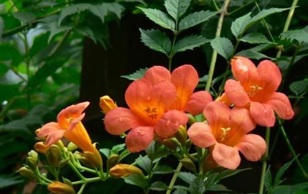  『光照』这几种花就是开花机器，水肥光照都到位，呼呼开花太美了
