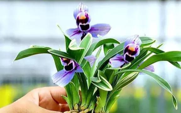 极致:这款兰花妖媚多姿,花姿婉约高雅,花朵冷艳动人,是养兰收藏首选