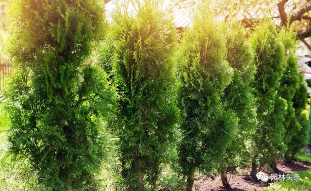  【棕榈科伞形】558种 · 园林植物配置大全