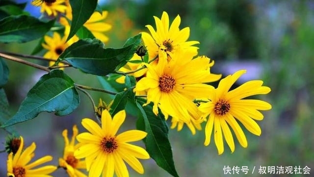  发家致富■农村最烂最贱的菜，制成粉卖40元1公斤，农民靠它发家