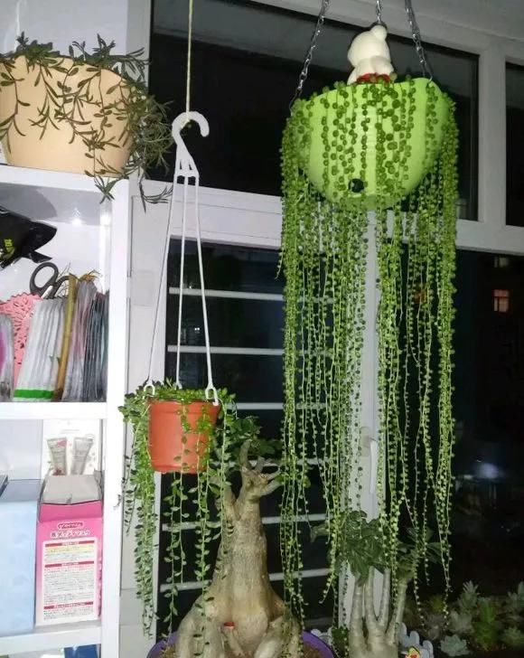  吊兰快速■养珍珠吊兰，公园挖点腐叶土，珠子圆润饱满，30天长到1米长