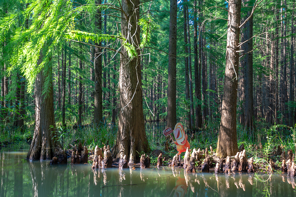 江苏罕见的水上森林,拥有万亩水杉林,是座名副其实的天然氧吧