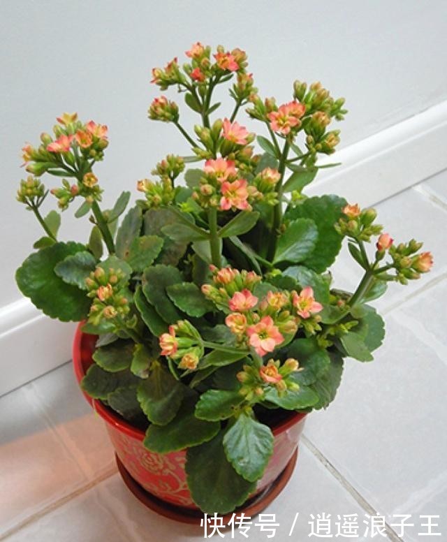 『艳丽』长寿花的花期长,开花艳丽,深受人们喜爱,养护长寿花注意什么?
