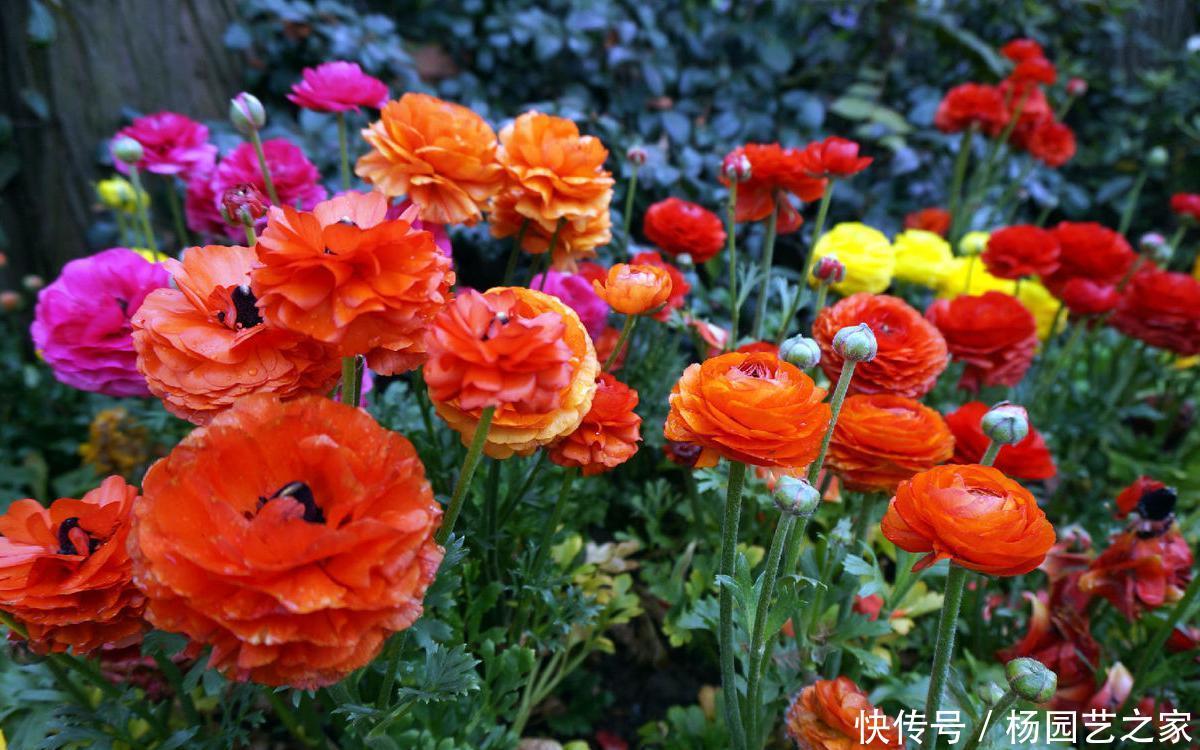 『艳丽』喜欢在家中养护花卉,就选花期长,花色艳丽的3种花卉,值得拥有
