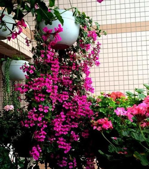  『把它』阳台种花首选“它”，花量大，一开就是花瀑布，新手也能养活
