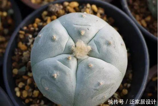 越来越■多肉迷越来越多,但是这几类多肉植物不宜养,有毒呢!