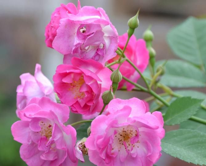  #妖娆#喜欢在家中养护花卉，就选择“妖娆多姿”的花卉，花期长，花色艳