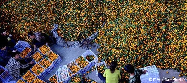 农民在地里种它，亩赚一万多元