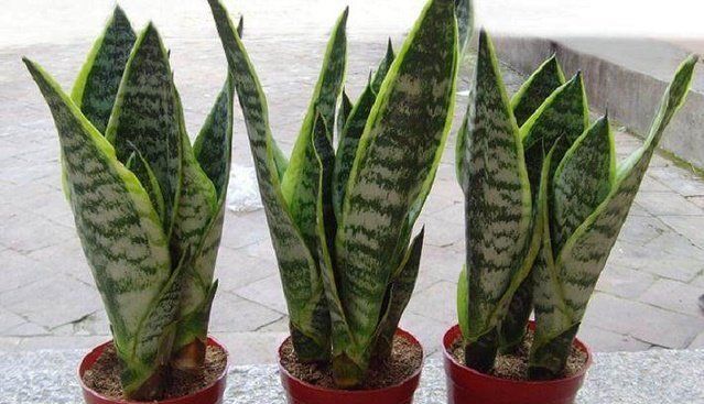  摆放■这3种绿植不仅漂亮还能除异味，卫生间里放1盆，再也不担心有异味！