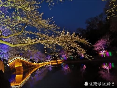 中国最美的樱花盛景，流光溢彩，在日本也看不到