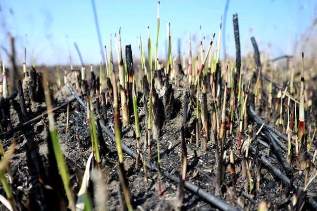 农村一种植物，人称“白茅根”，酷似“小甘蔗”，很多农民都吃过