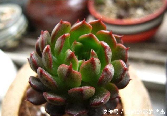 白色粉末|养尽天下多肉,多肉介绍,这几种拟石莲花属,你造不造啊