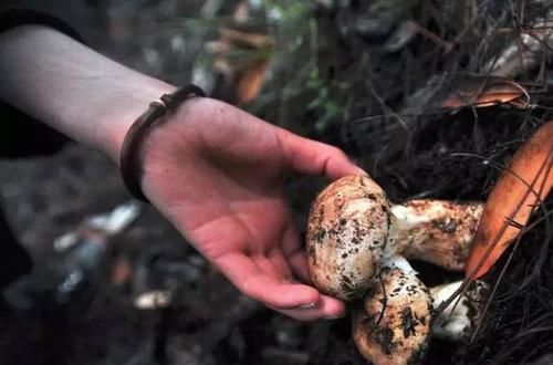  #独特的香味和#5年才能长成，在日本3万元一斤，认为它“以形补形”，真的吗？