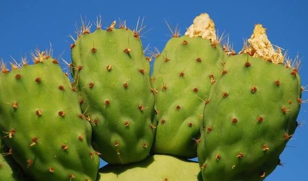  「辣椒」它比世界上最辣的辣椒还辣一万倍，辣到可以帮人止痛，涨知识了