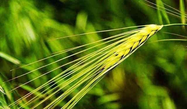 黑芝麻能让头发变黑吗?营养师:别轻信谣言，这3件事才真正管用