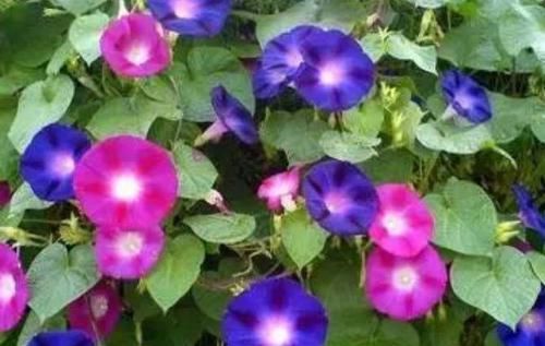 洋桔梗:4种花现在养刚刚好,开花很漂亮,随便一养成花海!
