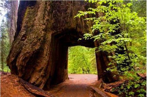 又一被人为毁灭的奇观，千年古树轰然倒塌，能不能放过大自然？