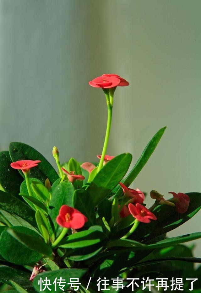  【喜热】3种花“喜热花”，不怕晒太阳，越晒越“出彩”，现在养正适合