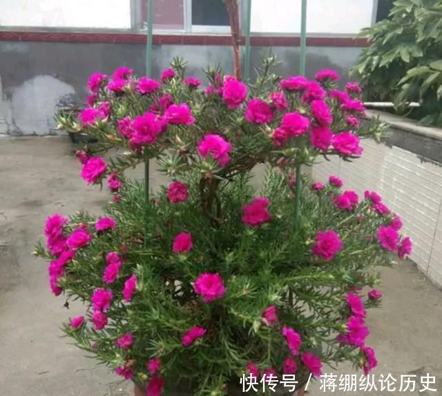  『嫁接』手把手教你嫁接太阳花的图文教程，学会了嫁接五颜六色太阳花