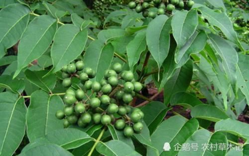  「珍贵」此植物，树干极为珍贵，请辨认好，别让人为破坏