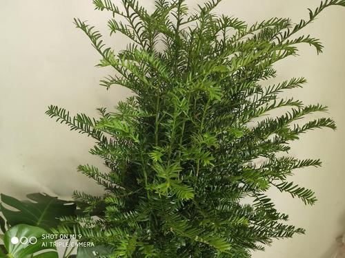  『浅根系』一夜蹿红的“网红植物”红豆杉，买了就扔？做好一步，能活几百年