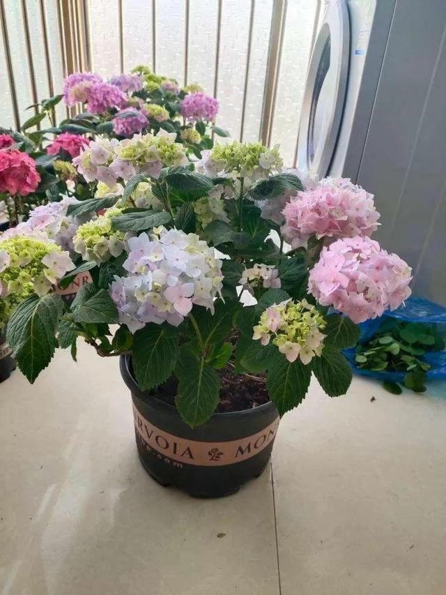『光照』30种耐阴花,室内光照不佳,也能全年开花