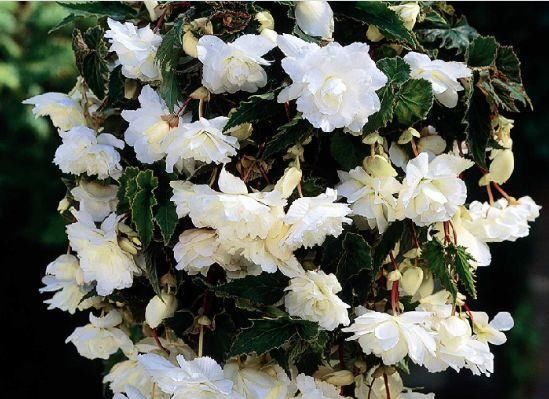  『让它开花更』春天养花就选玛格丽塔，花期长、花量大，爆满小阳台！