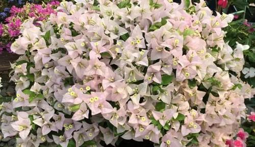  『品种』三角梅开花超好看的8个品种，开花持续280天，还不来养一盆？
