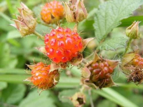 农村这种野果形似草莓，过去农民当零食吃，如今城里卖50元一斤