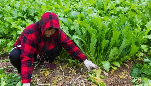  「冬季」农民填空种冬季蔬菜，每亩可增收4000元：家家都能用得