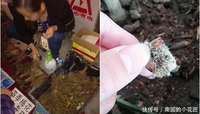  【花别买】养花技巧：遇到这6种花，白送都不要，轻则养残，重则养不活！