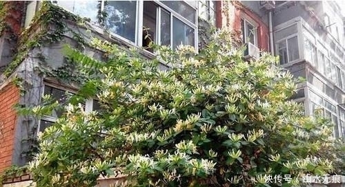 适合|若是有个院子,定要养上此4种花,养成花海,一进院就迷住