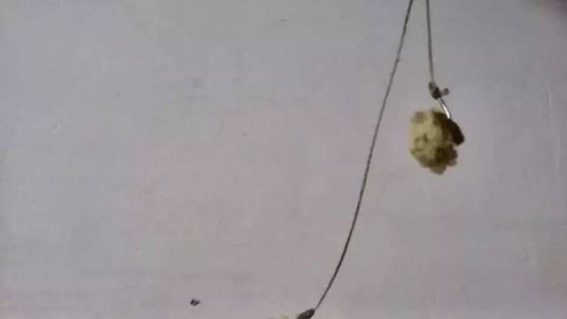  [江河]钓草，鲤鱼的秘制药酒蚕蛹饵，江河湖库亦有神效！