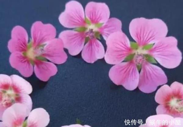 \＂i1\＂: \＂郁金香几月份开的最好？\＂这3种号称“晒不死的花”，天越“热”越开爆满盆，你家养了没？