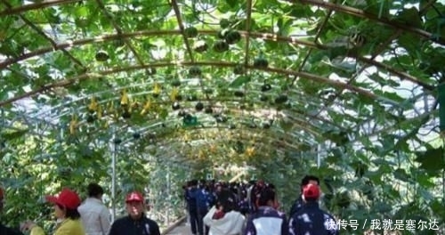  [农业发展]未来的农民该去哪里，以后在农村能干什么