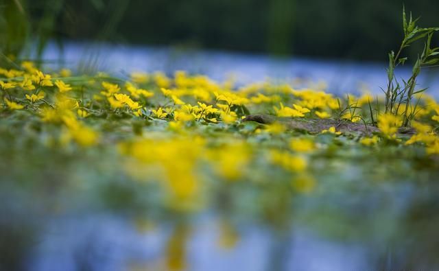 大兴安岭面积最大的湿地公园，长满荇菜，再现《诗经》诗意画面