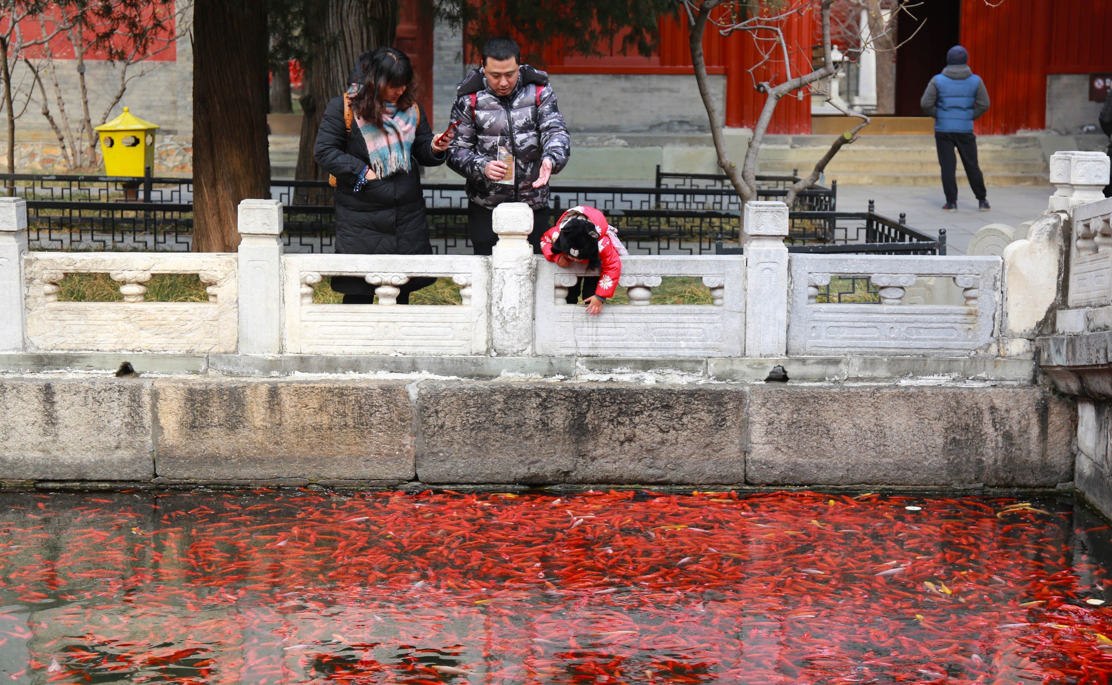 北京一放生池变“水煮鱼”，200平米水池挤满上万条“放生鱼”